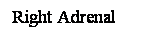 Cuadro de texto: Right Adrenal
