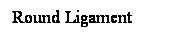 Cuadro de texto: Round Ligament
