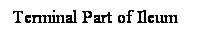 Cuadro de texto: Terminal Part of Ileum
