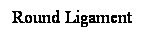 Cuadro de texto: Round Ligament
