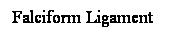 Cuadro de texto: Falciform Ligament
