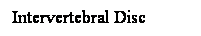 Cuadro de texto: Intervertebral Disc
