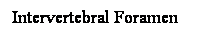 Cuadro de texto: Intervertebral Foramen
