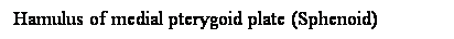 Cuadro de texto: Hamulus of medial pterygoid plate (Sphenoid)
