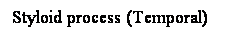 Cuadro de texto: Styloid process (Temporal)
