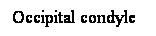Cuadro de texto: Occipital condyle
