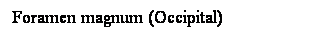 Cuadro de texto: Foramen magnum (Occipital) 
