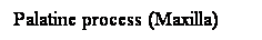 Cuadro de texto: Palatine process (Maxilla)
