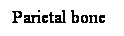 Cuadro de texto: Parietal bone
