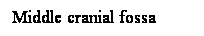 Cuadro de texto: Middle cranial fossa
