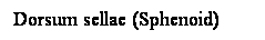 Cuadro de texto: Dorsum sellae (Sphenoid)
