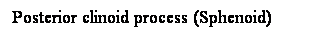 Cuadro de texto: Posterior clinoid process (Sphenoid)
