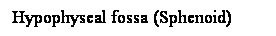 Cuadro de texto: Hypophyseal fossa (Sphenoid)
