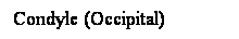 Cuadro de texto: Condyle (Occipital)
