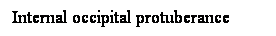 Cuadro de texto: Internal occipital protuberance
