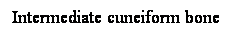 Cuadro de texto: Intermediate cuneiform bone
