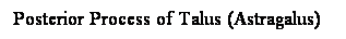 Cuadro de texto: Posterior Process of Talus (Astragalus)
