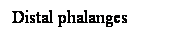 Cuadro de texto: Distal phalanges
