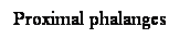 Cuadro de texto: Proximal phalanges
