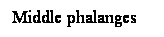 Cuadro de texto: Middle phalanges
