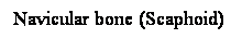 Cuadro de texto: Navicular bone (Scaphoid)
