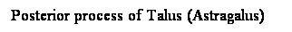 Cuadro de texto: Posterior process of Talus (Astragalus)
