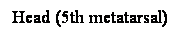 Cuadro de texto: Head (5th metatarsal)
