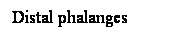 Cuadro de texto: Distal phalanges
