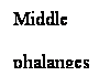 Cuadro de texto: Middle 
phalanges

