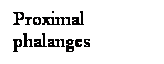 Cuadro de texto: Proximal phalanges
