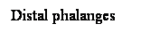 Cuadro de texto: Distal phalanges
