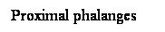 Cuadro de texto: Proximal phalanges
