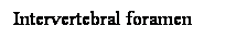 Cuadro de texto: Intervertebral foramen
