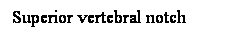 Cuadro de texto: Superior vertebral notch
