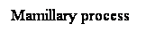 Cuadro de texto: Mamillary process
