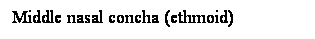 Cuadro de texto: Middle nasal concha (ethmoid)
