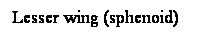 Cuadro de texto: Lesser wing (sphenoid)
