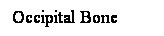 Cuadro de texto: Occipital Bone
