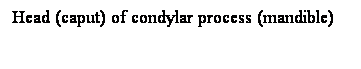 Cuadro de texto: Head (caput) of condylar process (mandible)
