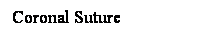 Cuadro de texto: Coronal Suture
