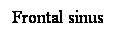 Cuadro de texto: Frontal sinus 
