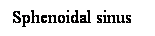 Cuadro de texto: Sphenoidal sinus 
