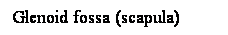 Cuadro de texto: Glenoid fossa (scapula)
