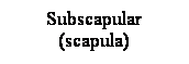 Cuadro de texto: Subscapular (scapula)
