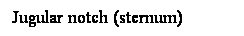 Cuadro de texto: Jugular notch (sternum)
